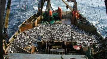Россия запретит Великобритании вылавливать рыбу в Баренцевом море