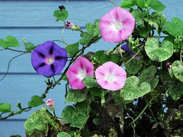 Посадят на 8 лет за «цветочки» на даче: полный список запрещенных растений