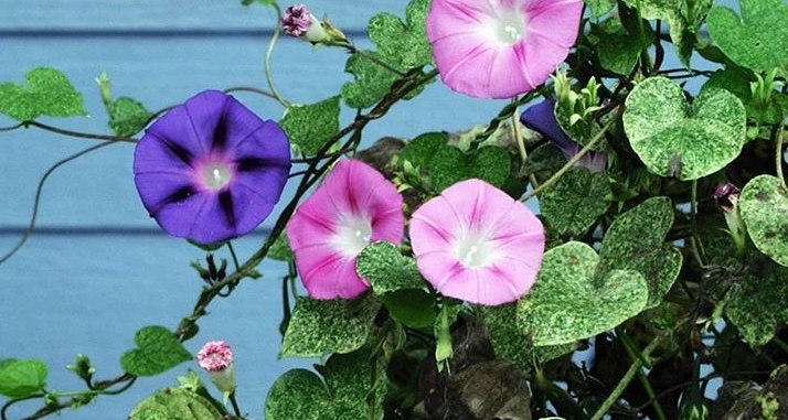 Посадят на 8 лет за «цветочки» на даче: полный список запрещенных растений